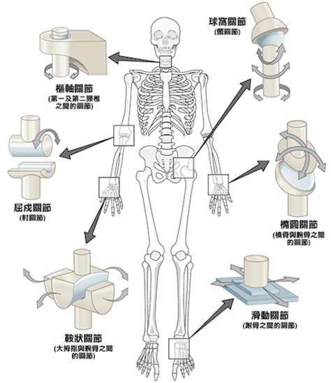 屈戌關節|關節